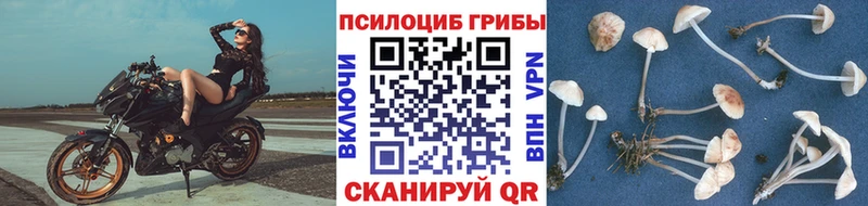 Галлюциногенные грибы GOLDEN TEACHER  Сураж 
